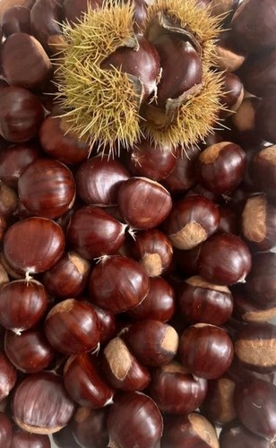 Castagne dolci kent - 1,