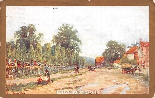 Leddingford kent hop - leddingford,