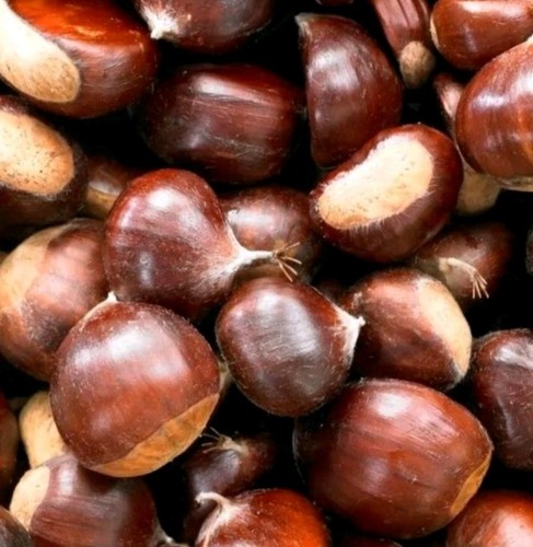 Castagne dolci kent - 1,