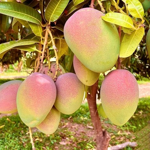 Pianta frutto tropicale - pianta,